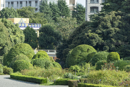 花园中造型独特的绿植景观