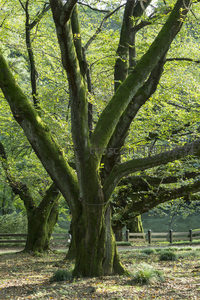 古树参天绿意盎然