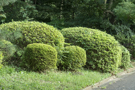 修剪整齐的球形灌木