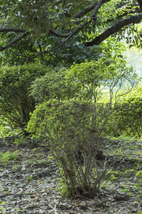 林间新生灌木丛