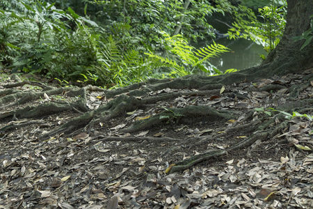 盘根错节的树根特写