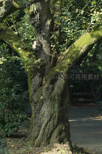 古树苍劲树皮斑驳见证岁月沧桑