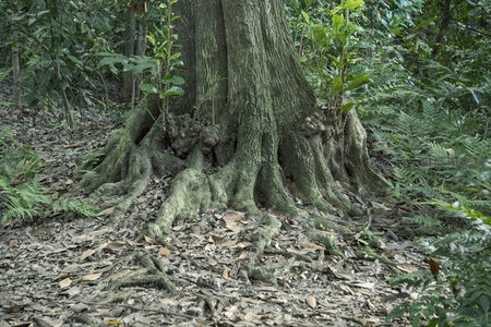 森林巨树根系盘踞于落叶覆盖的地面