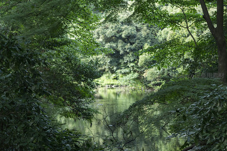林间小径尽头静谧湖水倒映葱茏绿意