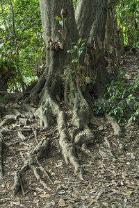 古树盘根错节，根系裸露于林间地面