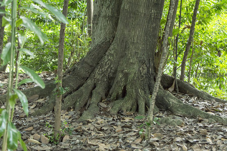 粗壮树干与延伸根部，绿意盎然的林地