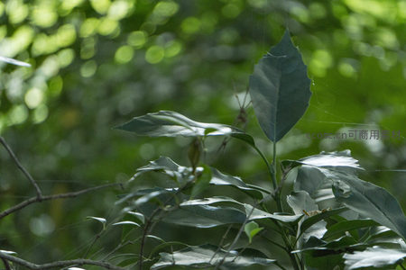 微距绿叶特写，阳光穿透林间光影