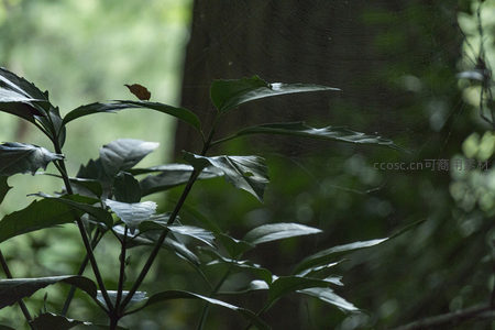 蛛网轻挂枝叶，幽暗森林中的静谧一角