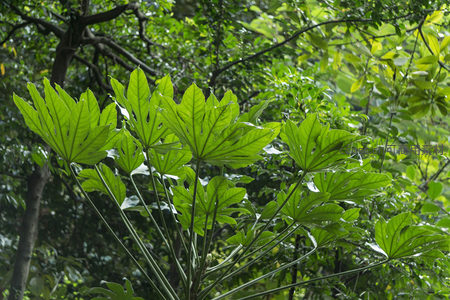 绿意盎然的掌状叶片在林间舒展