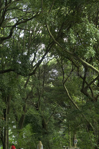 枝干交错的森林树冠形成天然穹顶