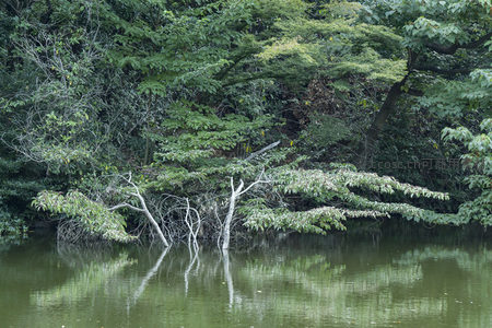 湖边枯木倒影与绿树相映成趣