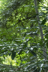 阳光穿透林间，叶片泛着晶莹光泽