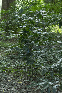 林下灌木丛生，落叶铺满幽静小径