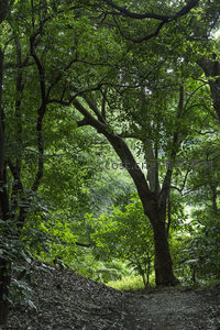 绿荫小径穿林而过，光影斑驳静谧幽深