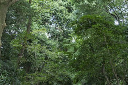 仰望参天古木，枝叶交织成天然穹顶