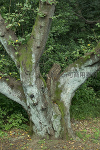 苍老树干覆青苔，岁月痕迹诉说自然故事