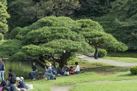 松树下休憩人群，公园一隅享受悠闲午后