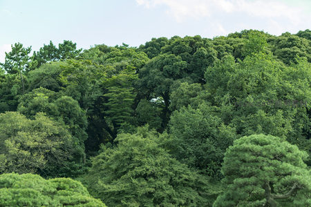 郁郁葱葱的森林树冠，绿意盎然生机勃勃