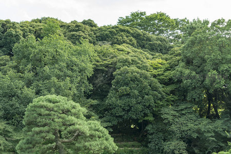 公园深处古木参天，绿荫如盖遮天蔽日