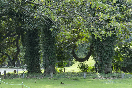 藤蔓缠绕的树干在阳光下展现自然艺术之美