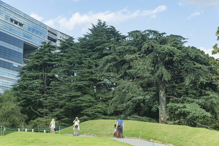 现代建筑旁的参天古树与休闲游人