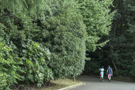 林荫小道上散步的情侣背影