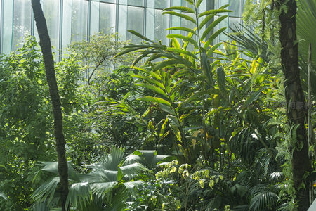 温室中热带植物的繁茂景象