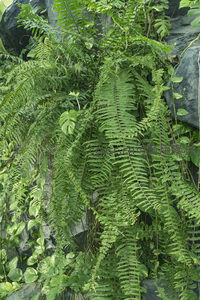 岩石缝隙间垂挂的翠绿蕨类植物