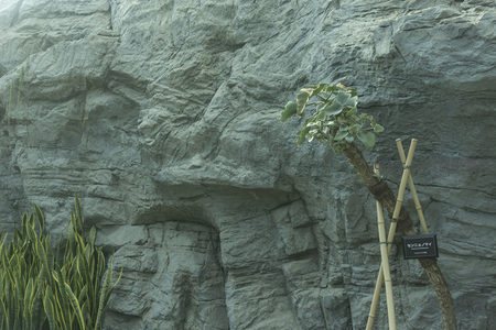 岩壁前用竹架支撑的奇特盆栽植物