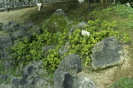 苔藓覆盖的岩石与绿植共生景观