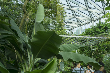 热带植物温室内的游客观赏场景