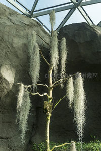 垂挂于枝头的银色空气凤梨特写