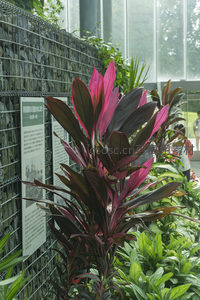 紫红色叶片植物在网格墙边绽放