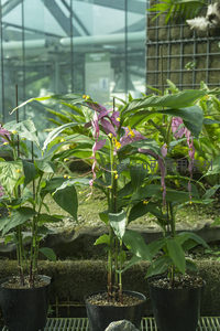盆栽紫花植物在温室中静谧生长