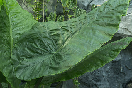 巨叶植物特写，纹理清晰自然