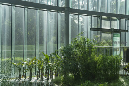 玻璃温室内的水生植物与光影