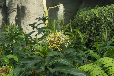 繁茂绿植中绽放的黄色小花