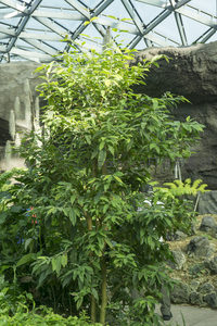 温室穹顶下挺拔生长的绿树