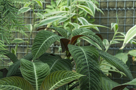 绿叶脉络清晰，背景网格衬托自然生机