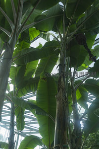 高大芭蕉树冠下，果实垂挂光影斑驳