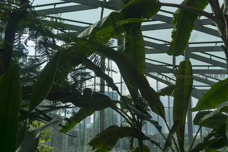 温室玻璃顶下，热带植物枝叶交错成景