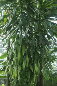 龙血树垂叶如瀑，绿意盎然满目清新