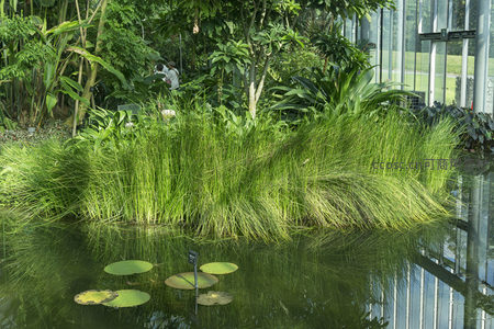 池塘水草丰茂，睡莲点缀倒影如画