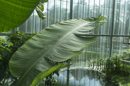 特写镜头下的芭蕉叶脉络清晰可见