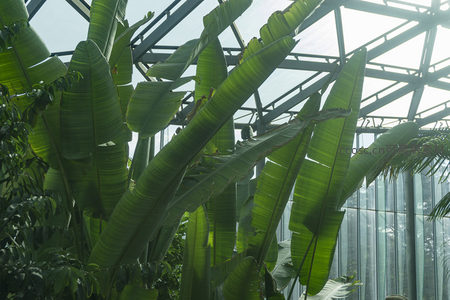 温室中巨大的芭蕉叶在阳光下舒展