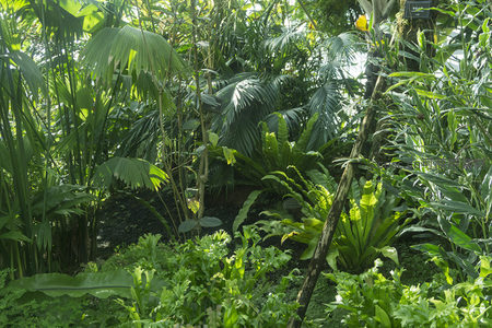 热带雨林风格的温室内部郁郁葱葱