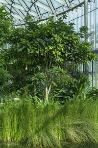温室中一棵枝繁叶茂的树木与草丛相伴
