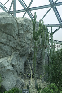 高耸的仙人掌在岩石旁挺拔生长