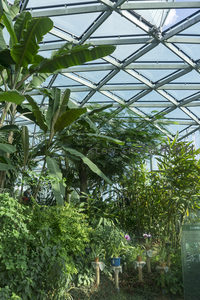 玻璃温室中的热带植物园景致