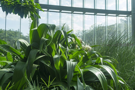 阳光下的宽大绿叶植物特写